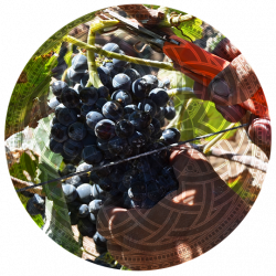 pallocchi-vitigni_nda