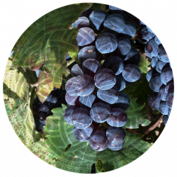 pallocchi-vitigni_petit